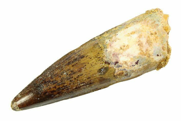 Fossil Spinosaurus Tooth - Real Dinosaur Tooth #351565